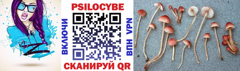 где найти Мезень Галлюциногенные грибы Cubensis